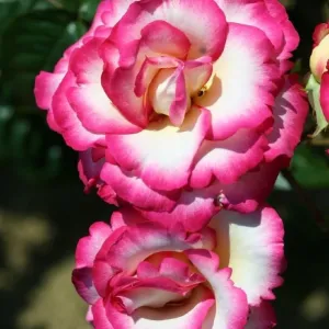 Whartons 'Handel' Pink Climbing Rose 4Ltr Pot